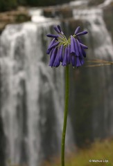 Agapanthus inapertus