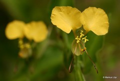 Commelineae
