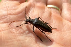 Stenocorus cylindricollis