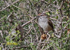 Rhynchospiza strigiceps