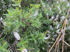 Veronica strictissima