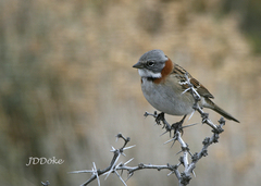 Zonotrichia capensis australis