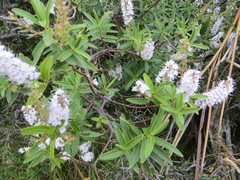Veronica strictissima
