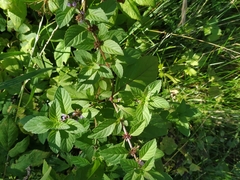 Mentha arvensis