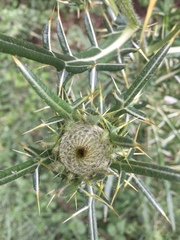 Cirsium eriophorum