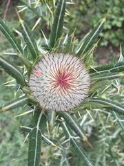 Cirsium eriophorum