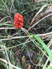 Arum cylindraceum