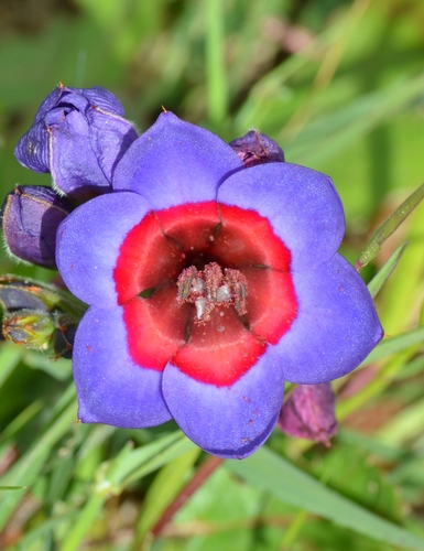 Wine-cup Baboon-root (Babiana rubrocyanea) · iNaturalist