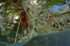 Dendropanax