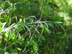 Muhlenbergia mexicana
