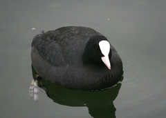 Fulica atra