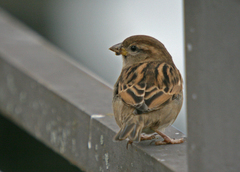 Passer domesticus