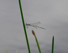 Lestes sponsa