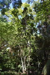 Polyscias scutellaria