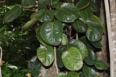 Polyscias scutellaria