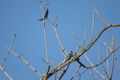 Pygochelidon cyanoleuca