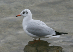 Chroicocephalus ridibundus