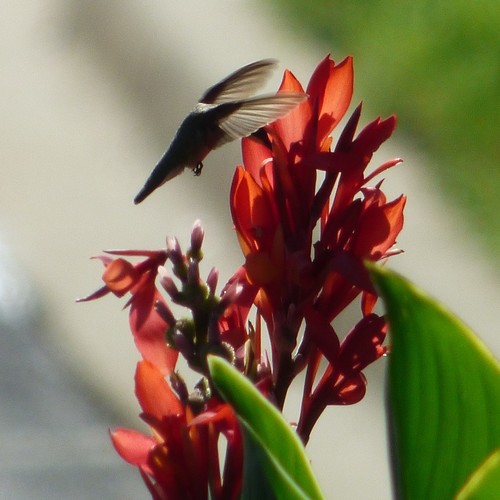 Ruby-throated Hummingbird photographed in South Carolina