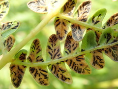 Cryptomycina pteridis