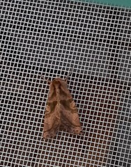 Phlogophora periculosa