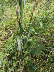 Eryngium yuccifolium