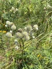 Eryngium yuccifolium