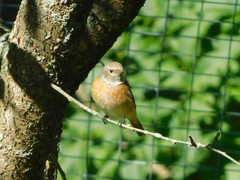 Phoenicurus phoenicurus