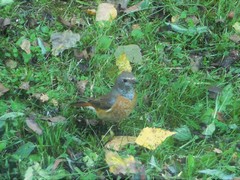 Phoenicurus phoenicurus