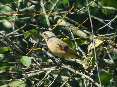 Phoenicurus phoenicurus