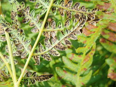 Cryptomycina pteridis