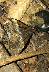 Ischyja manlia