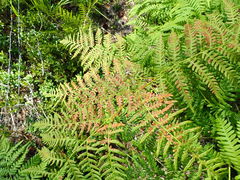 Cryptomycina pteridis