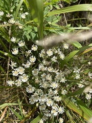 Solidago ptarmicoides