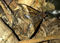 Ischyja manlia
