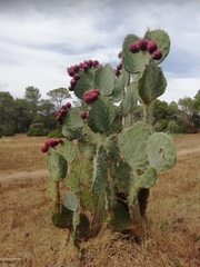 Opuntia