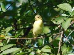 Phylloscopus trochilus