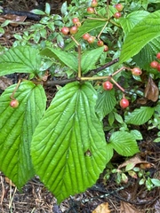 Viburnum wrightii