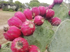 Opuntia