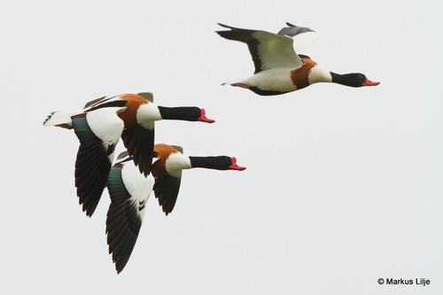 Common Shelduck, photo 10 of 10
