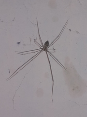 Crossopriza