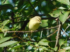 Phylloscopus trochilus