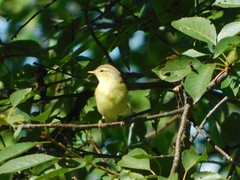 Phylloscopus trochilus