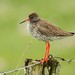 Common Redshank - Photo (c) markus lilje, some rights reserved (CC BY-NC-ND), uploaded by markus lilje