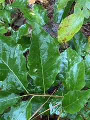 Quercus prinoides