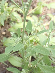 Chenopodium album