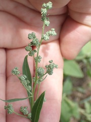 Chenopodium album