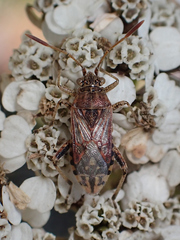 Stictopleurus crassicornis