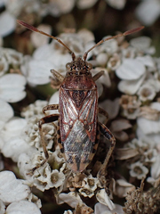 Stictopleurus crassicornis