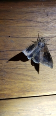 Ophisma