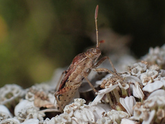 Stictopleurus crassicornis